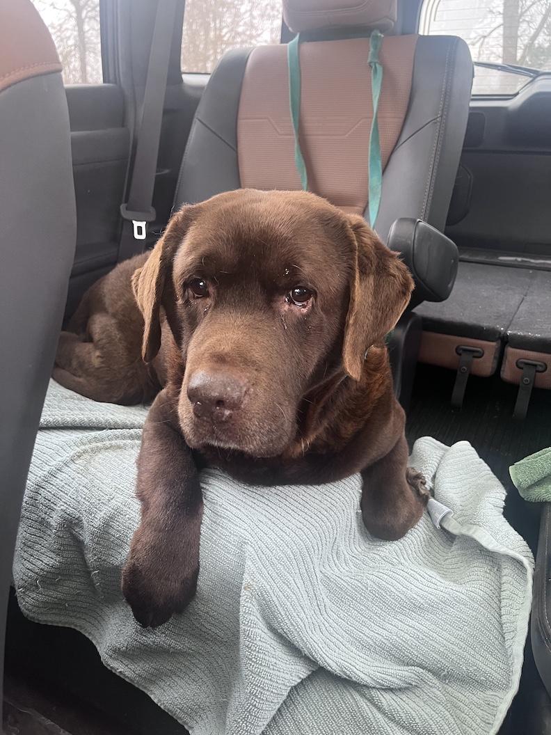 Travis-Foster to Adopt, adopted, Senior Male Chocolate Labrador Retriever.