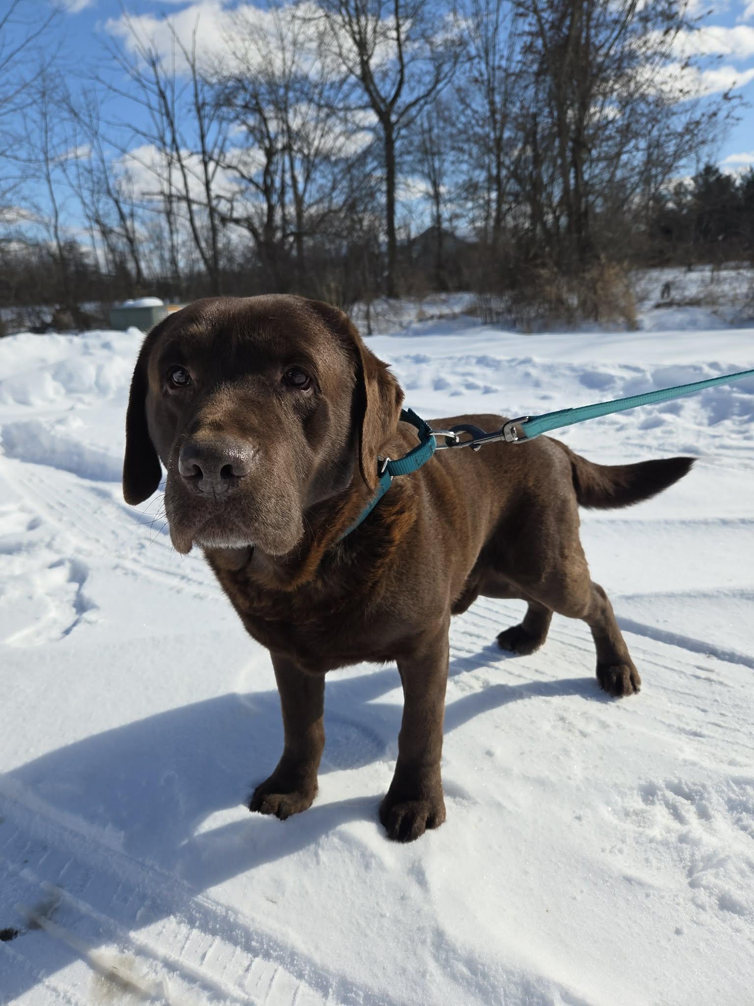 Enlarge Travis-Foster to Adopt, an adopted Chocolate Labrador Retriever in Medina, OH image 2/4