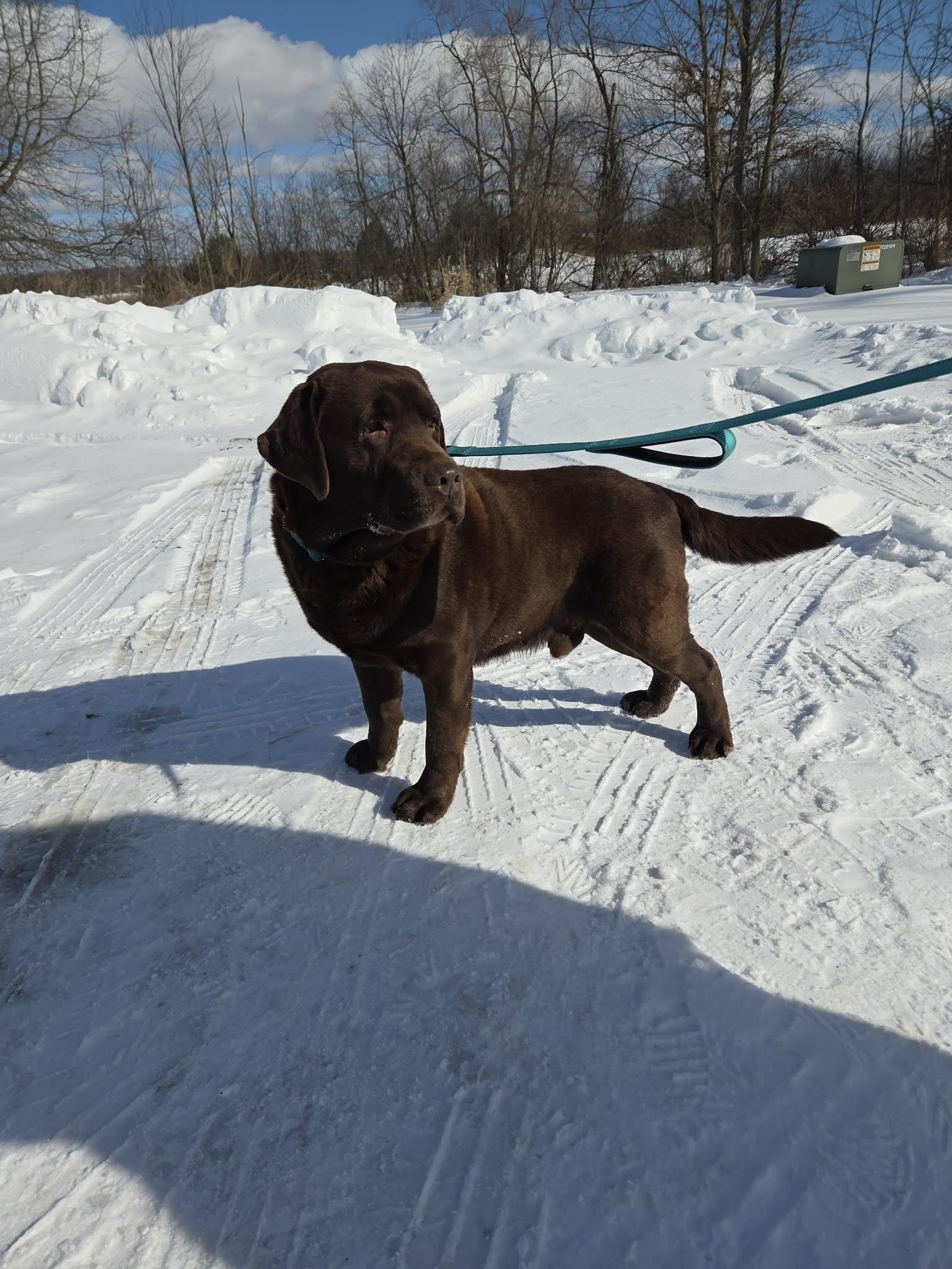 Enlarge Travis-Foster to Adopt, an adopted Chocolate Labrador Retriever in Medina, OH image 4/4