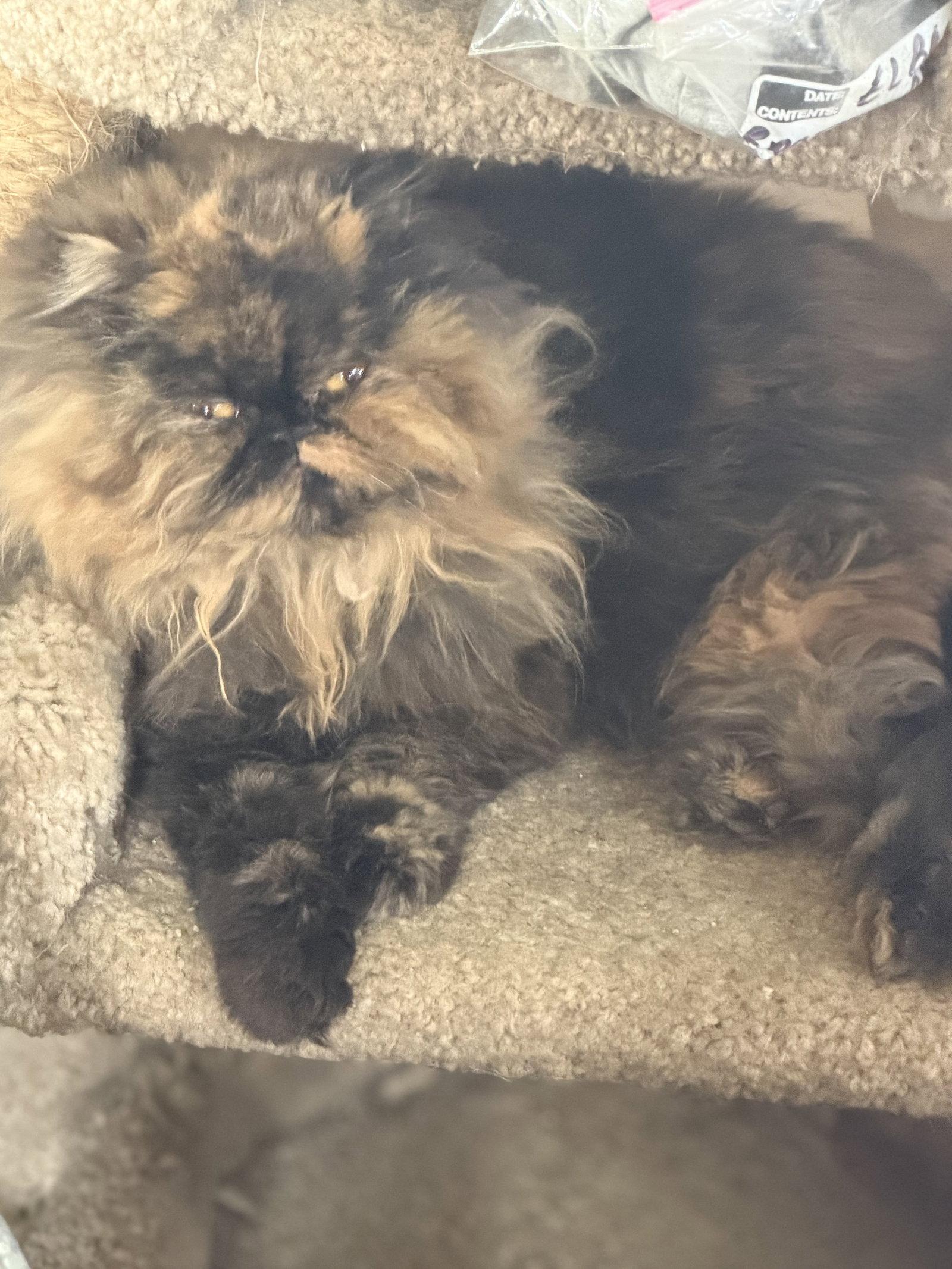 Anastasia (Kitty), Adopted, Young Female Persian.