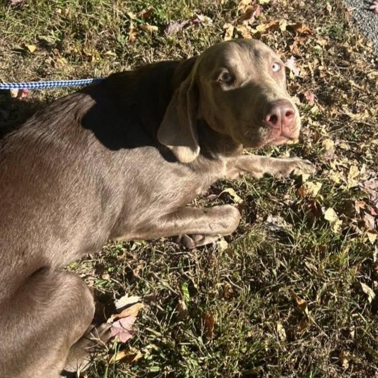 Enlarge Chelsea, a Adoptable mixed breed in Jasper, IN image 1/2