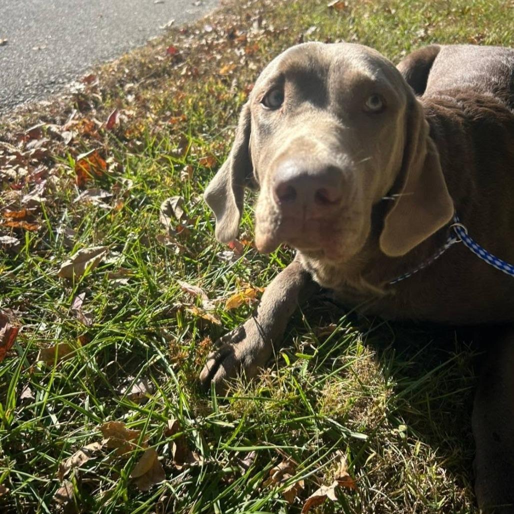 Enlarge Chelsea, a Adoptable mixed breed in Jasper, IN image 2/2