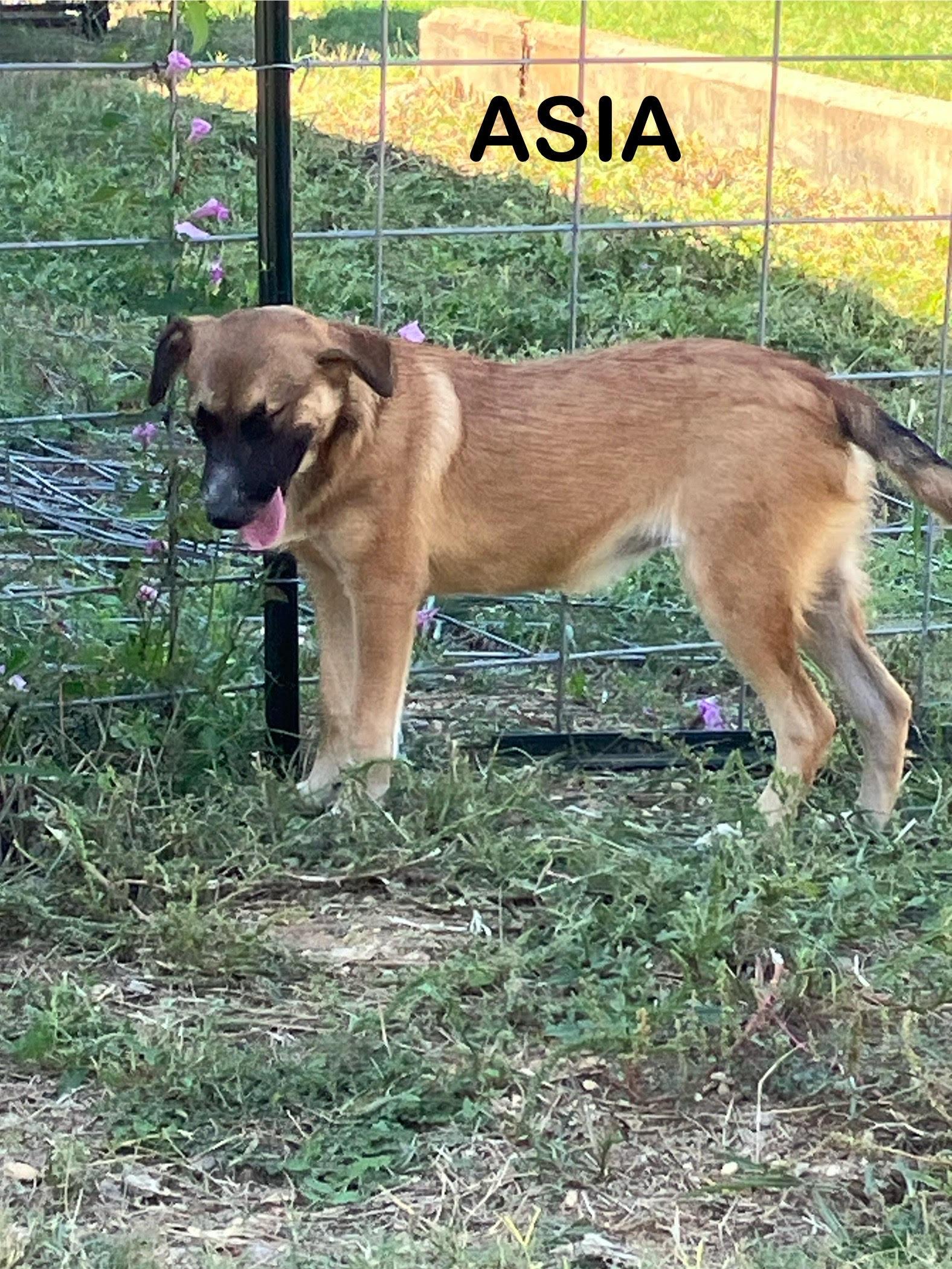 Enlarge ASIA-Adorable and Active, a Adoptable mixed breed in Ellington, CT image 3/6