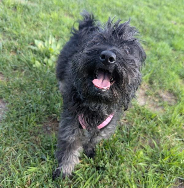 Kim, Adoptable, Adult Female Poodle.