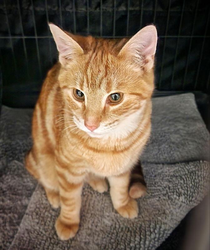 Enlarge Goldie, a Adopted Domestic Short Hair in Gettysburg, PA image 1/2