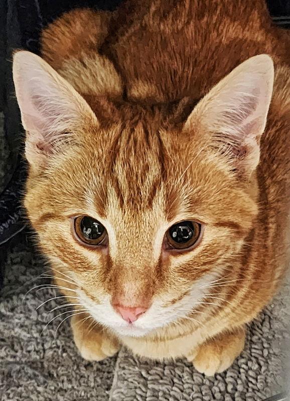 Enlarge Goldie, a Adopted Domestic Short Hair in Gettysburg, PA image 2/2