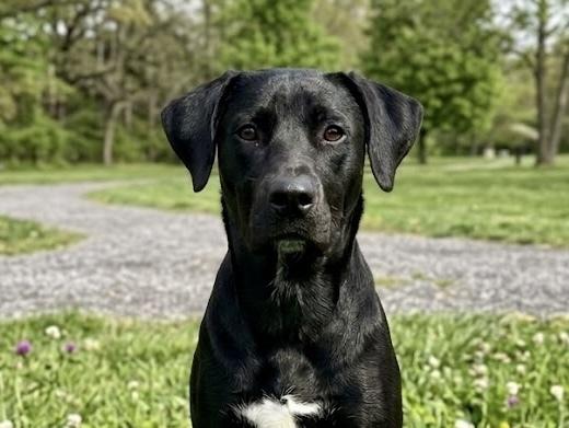 Derkatch / Poppy, Adoptable, Adult Female Labrador Retriever.
