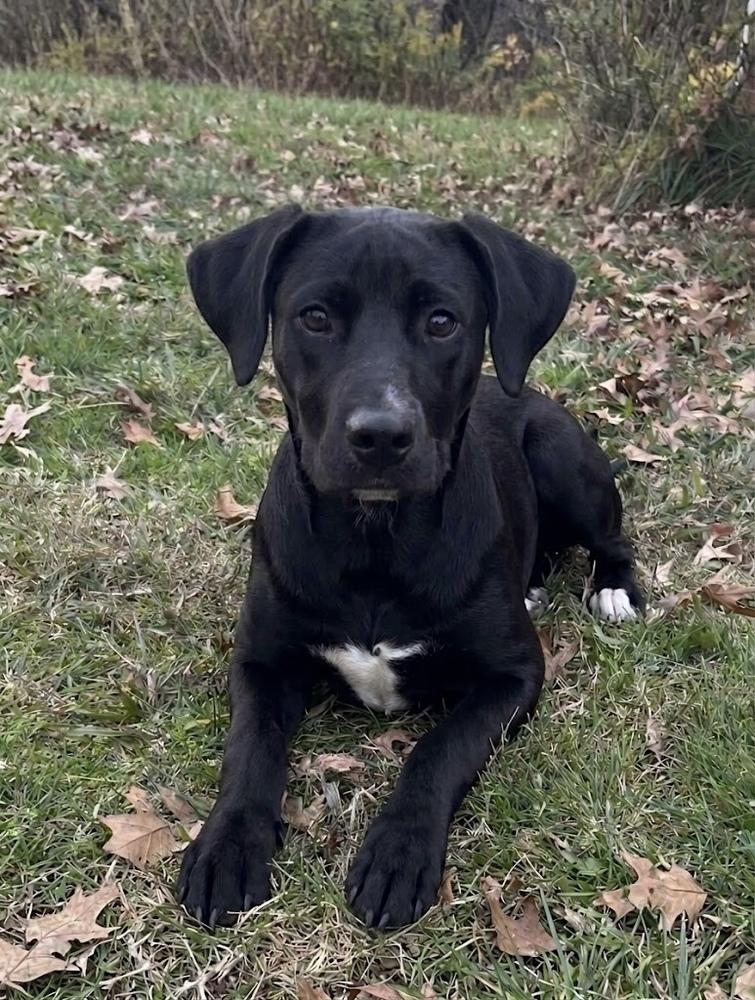 Derkatch / Poppy, a Adoptable mixed breed in Broomfield, CO image 2/4