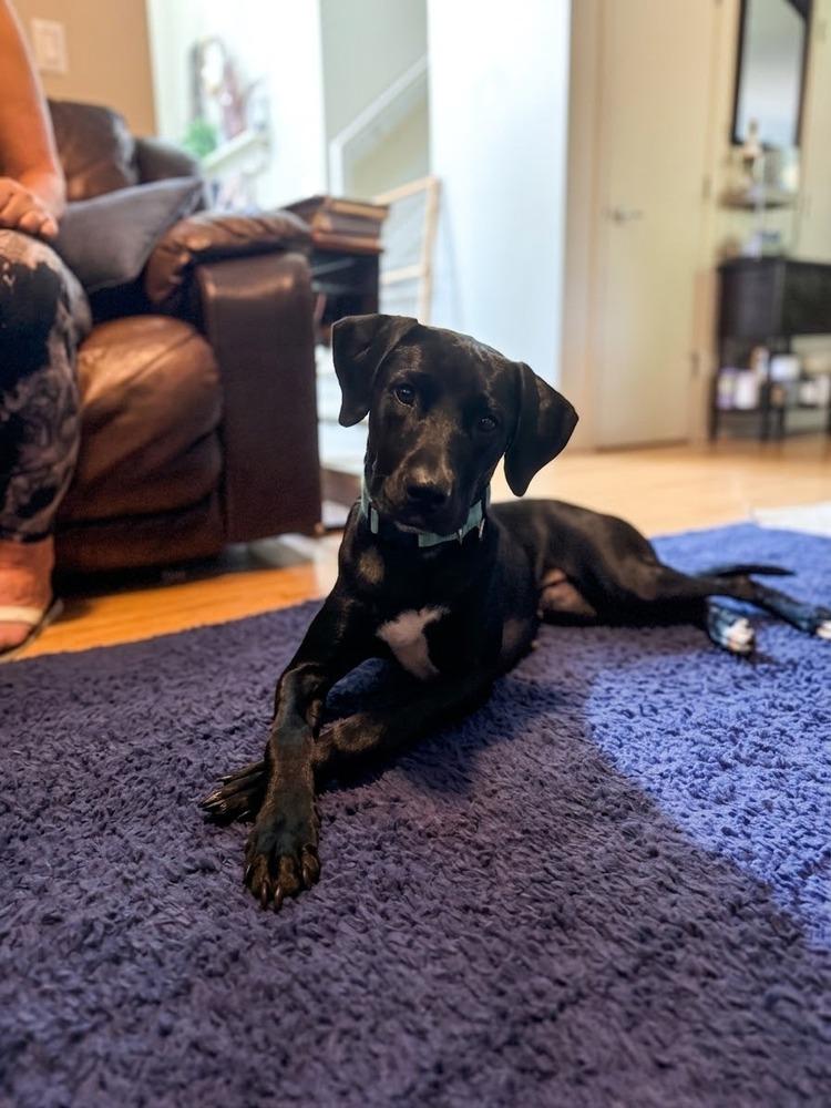 Enlarge Derkatch / Poppy, a Adoptable mixed breed in Broomfield, CO image 4/5