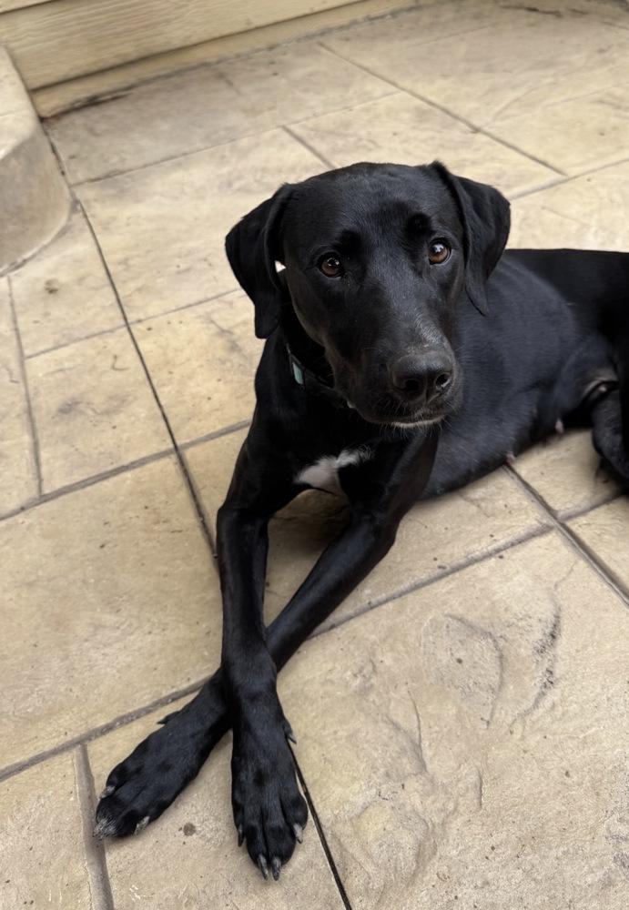 Enlarge Derkatch / Poppy, a Adoptable mixed breed in Broomfield, CO image 5/5