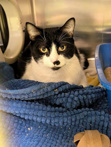 Lady, Adoptable, Adult Female Domestic Short Hair & Domestic Short Hair.