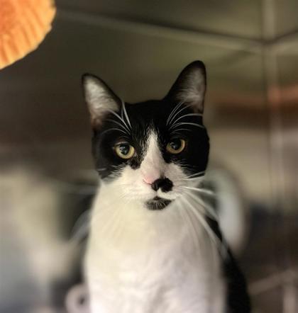 Lady, Adoptable, Adult Female Domestic Short Hair & Domestic Short Hair.