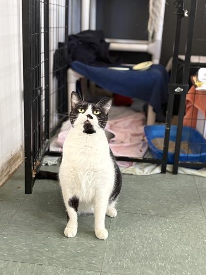 Enlarge Lady, a Adoptable mixed breed in Montreal, QC image 3/3