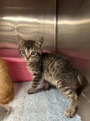 Fredin, Adoptable, Kitten Male Domestic Short Hair & Domestic Short Hair.