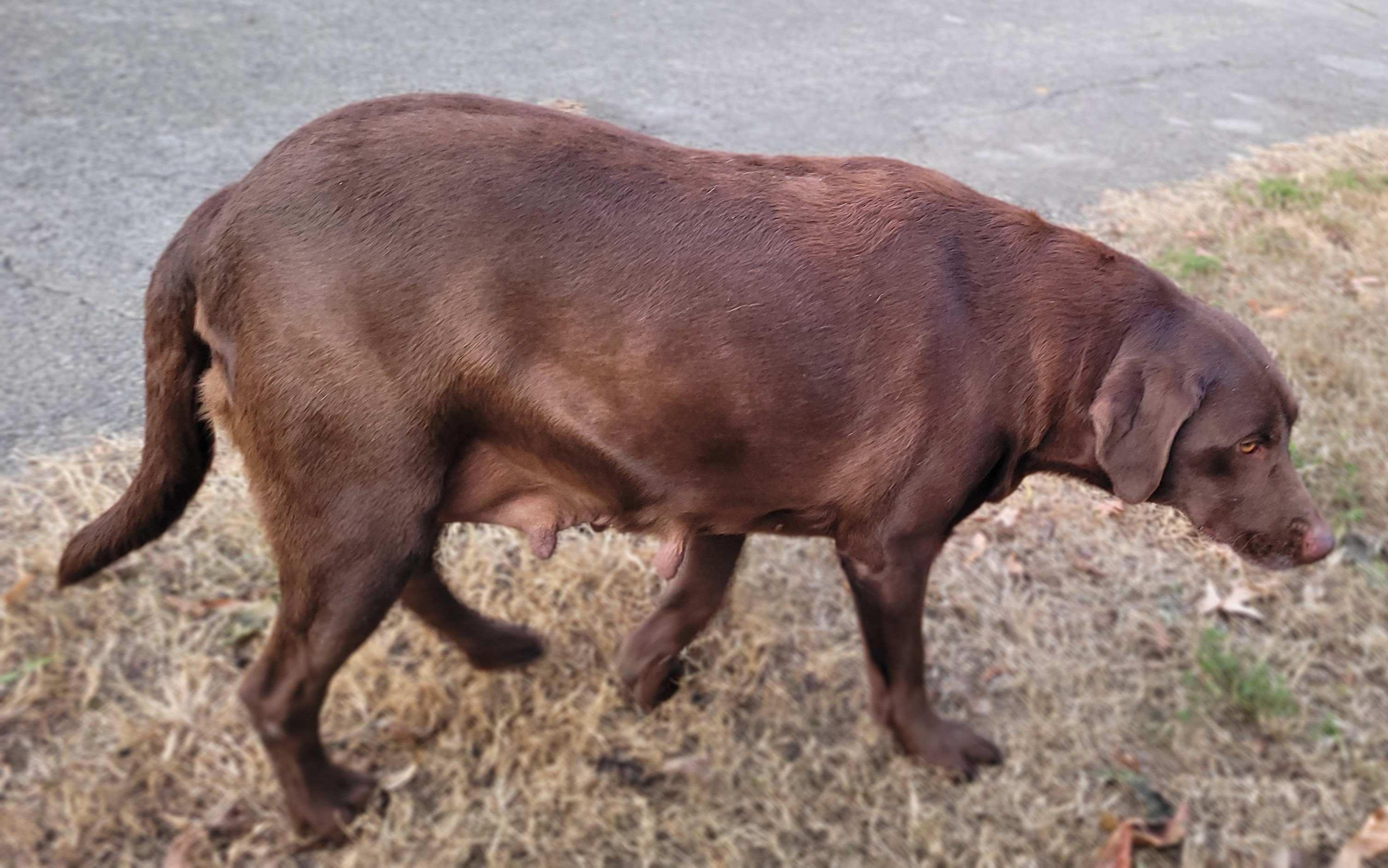 Enlarge Ruby #24, a Adoptable Chocolate Labrador Retriever in Killingworth, CT image 5/6