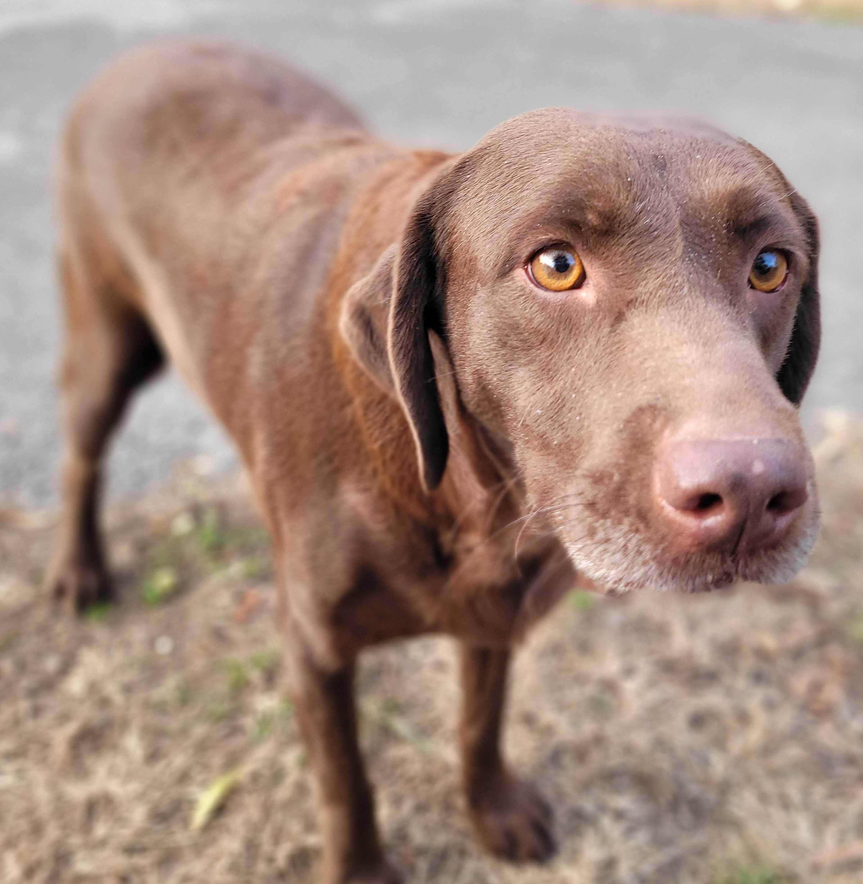 Enlarge Ruby #24, a Adoptable Chocolate Labrador Retriever in Killingworth, CT image 1/6