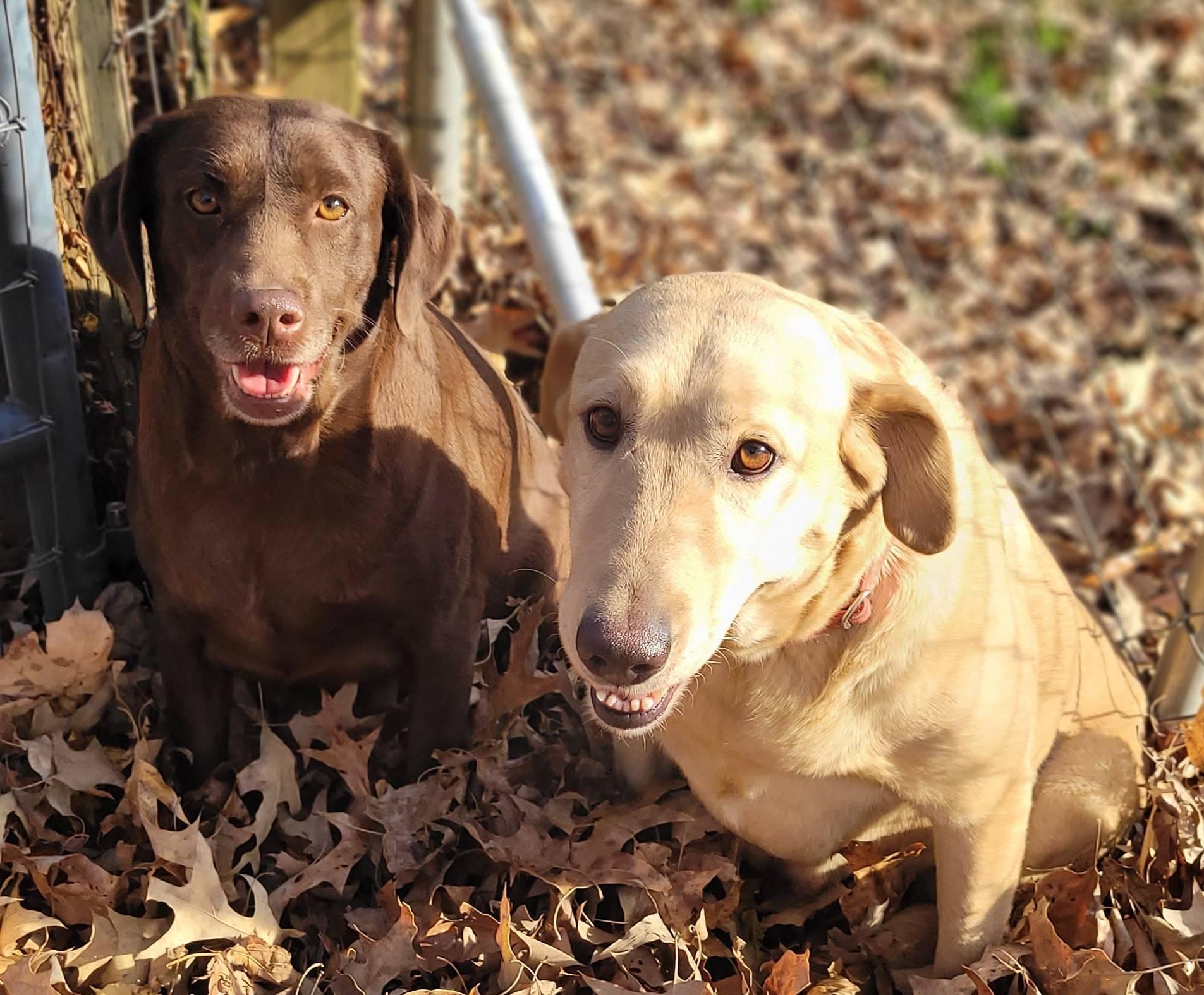 Enlarge Ruby #24, a Adoptable Chocolate Labrador Retriever in Killingworth, CT image 2/6