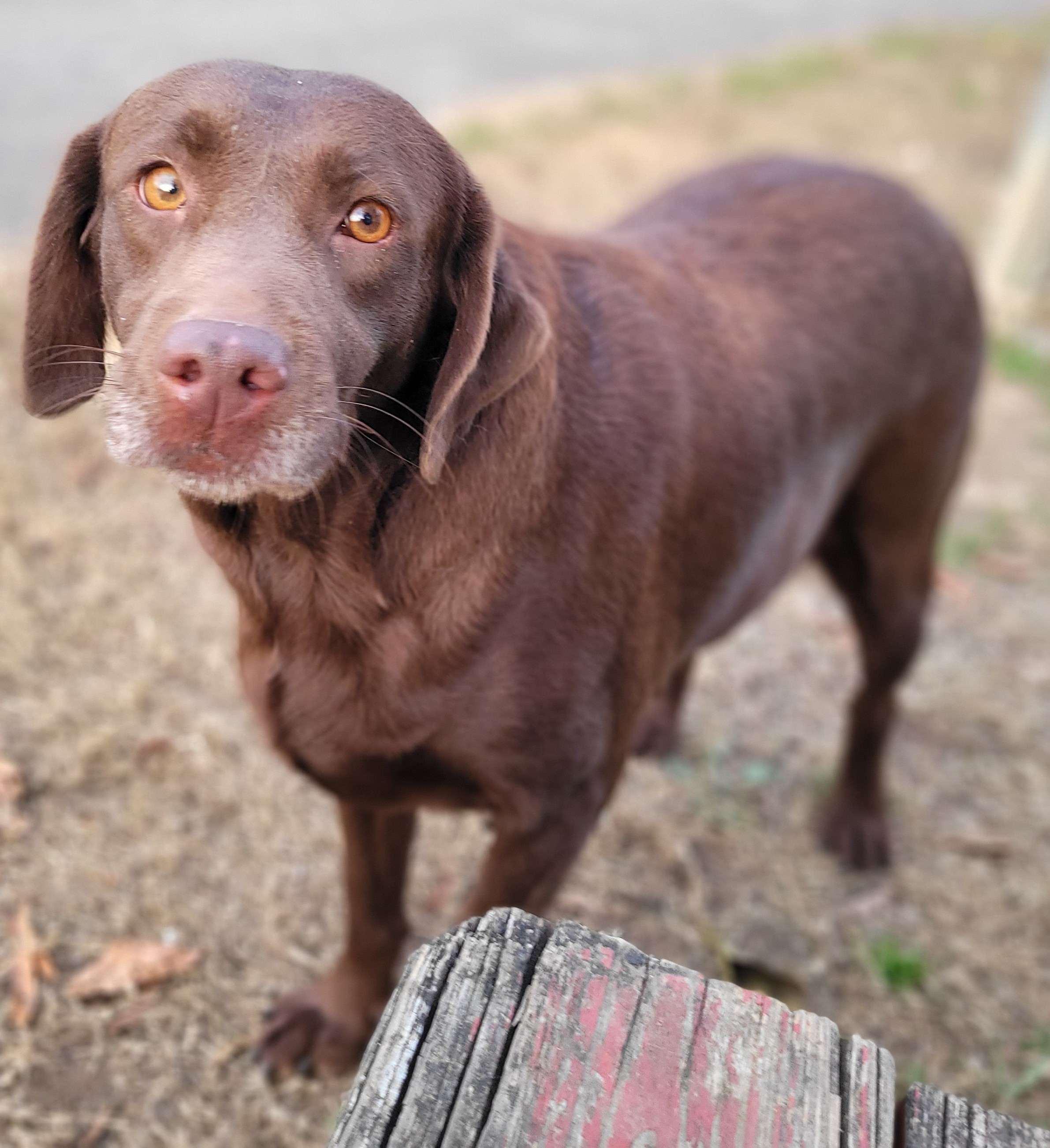 Enlarge Ruby #24, a Adoptable Chocolate Labrador Retriever in Killingworth, CT image 4/6