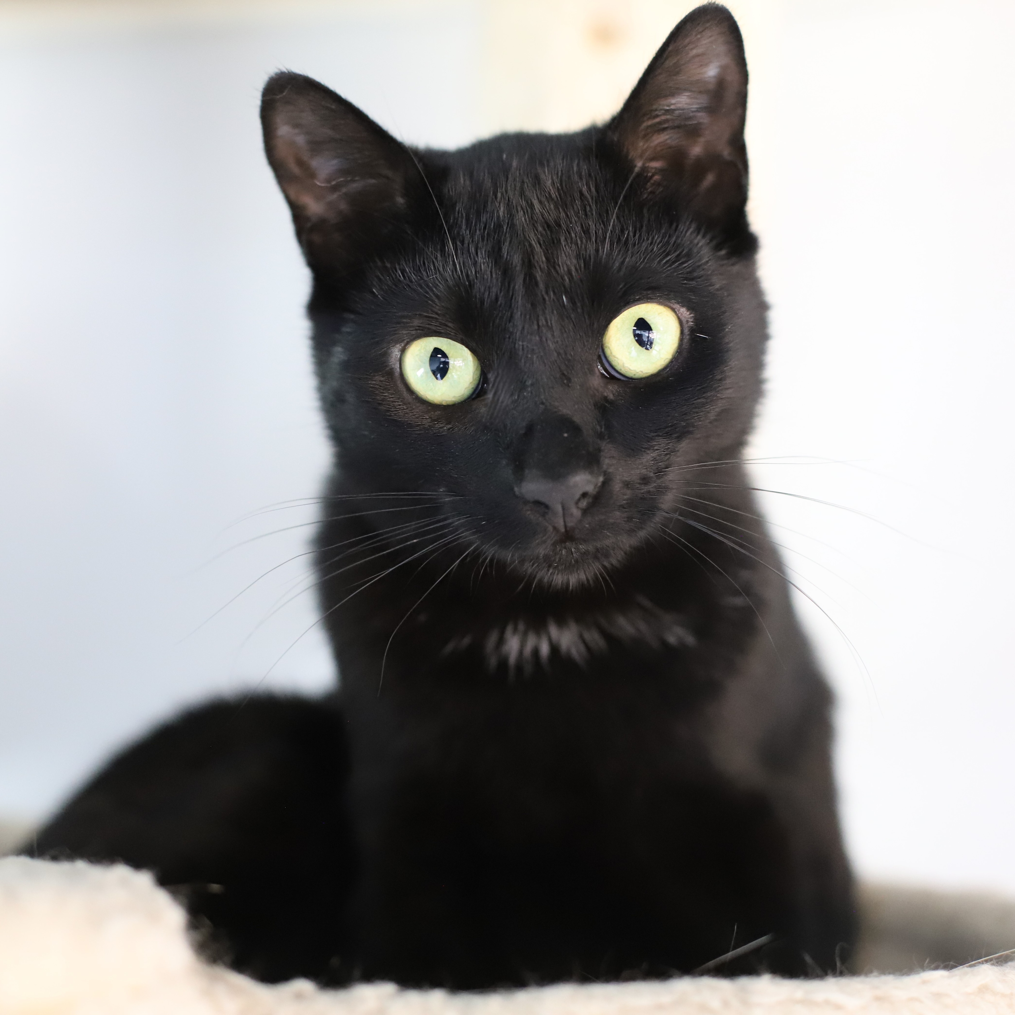 Enlarge Cooper, a Adopted Domestic Short Hair in Endicott, NY image 4/4