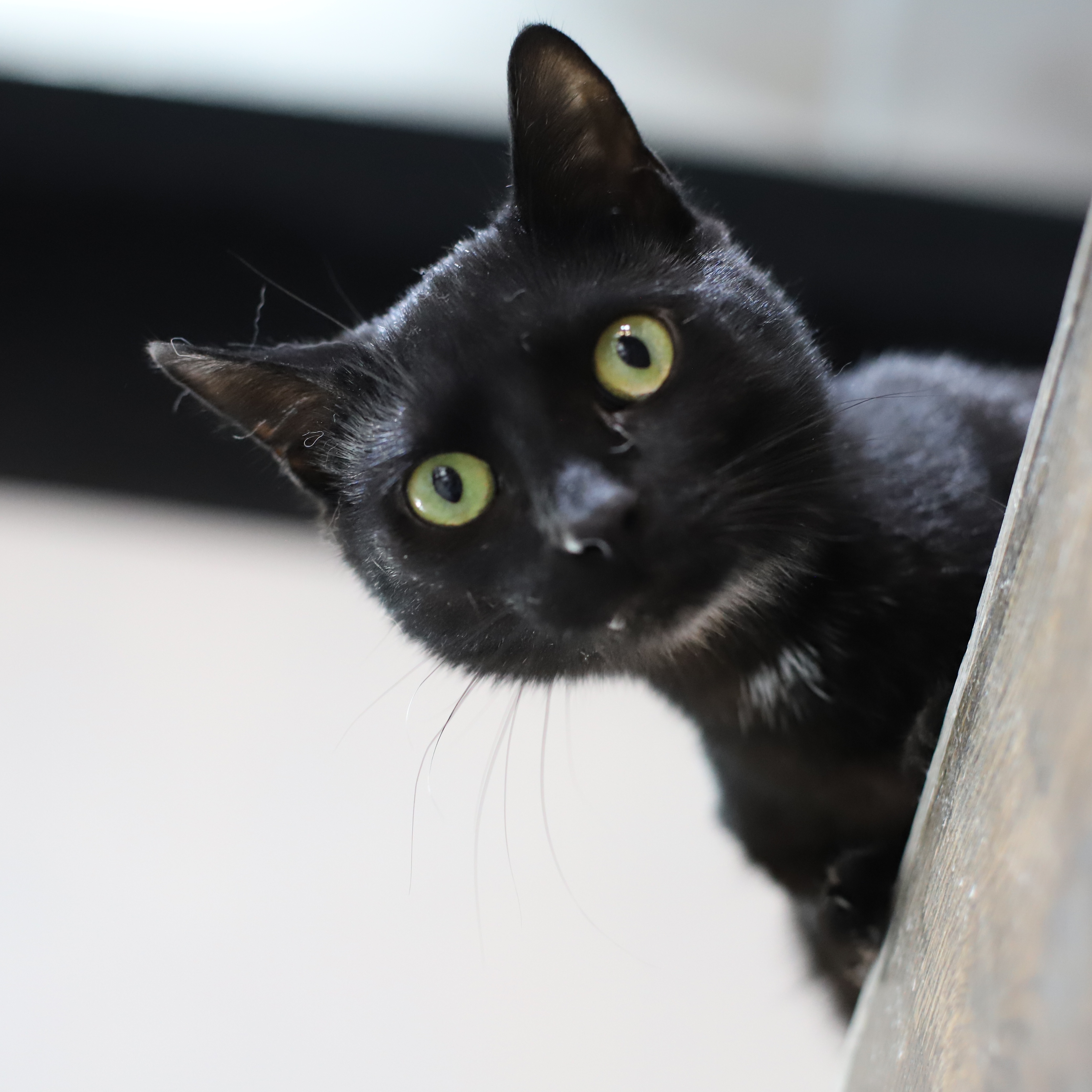 Enlarge Cooper, a Adopted Domestic Short Hair in Endicott, NY image 1/4