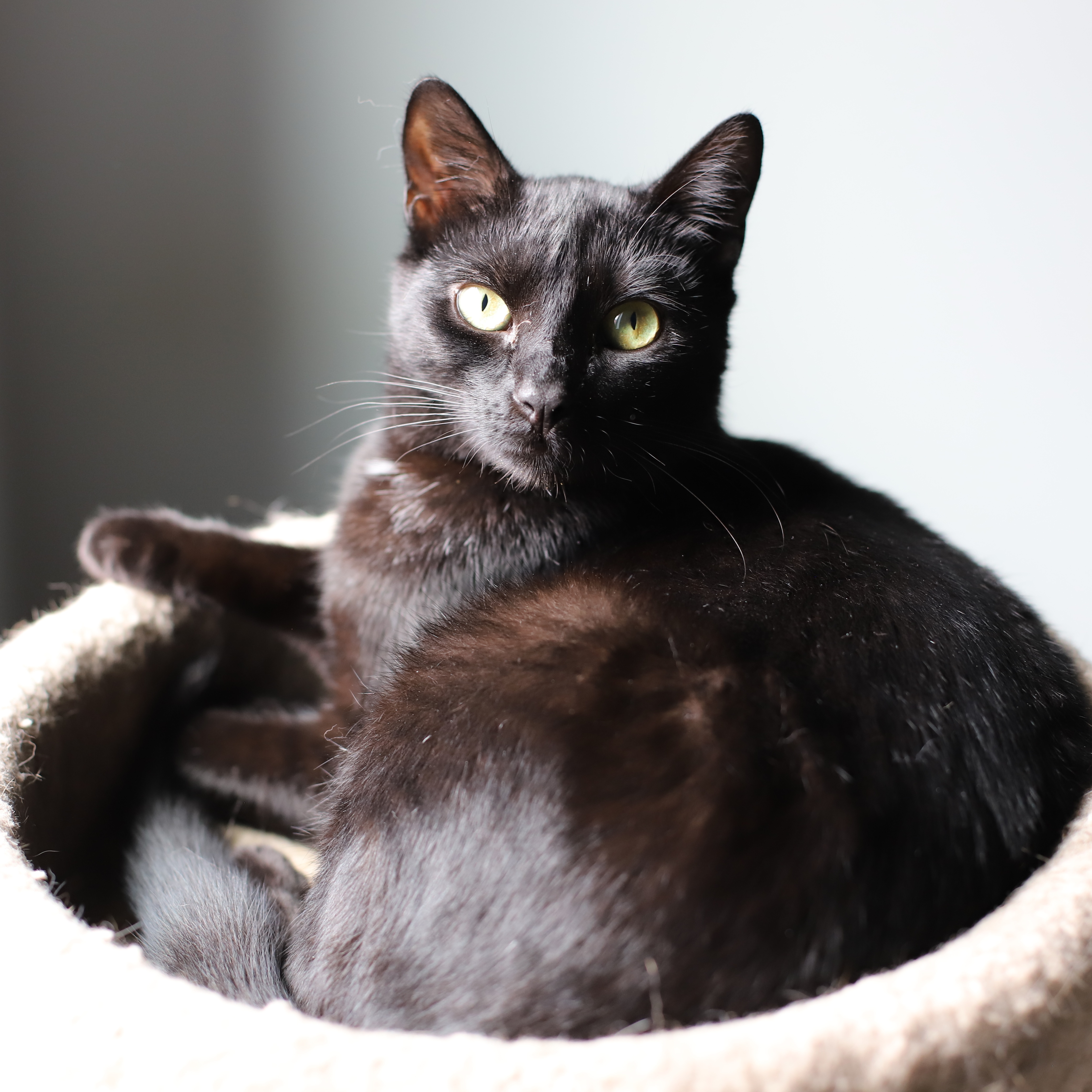 Enlarge Cooper, a Adopted Domestic Short Hair in Endicott, NY image 2/4