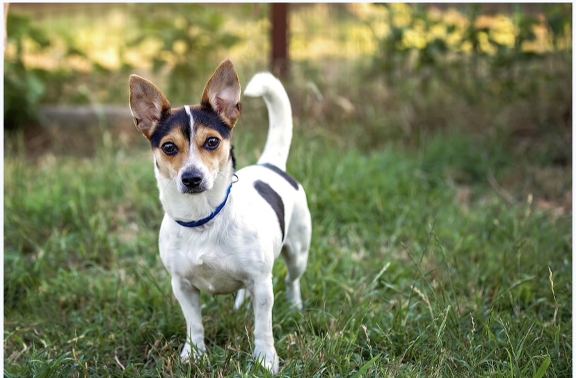 Dottie, Adopted, Young Female Jack Russell Terrier.