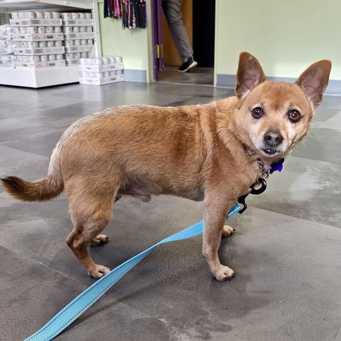 Rusty 2025, Adoptable, Adult Male Chihuahua & Dachshund.