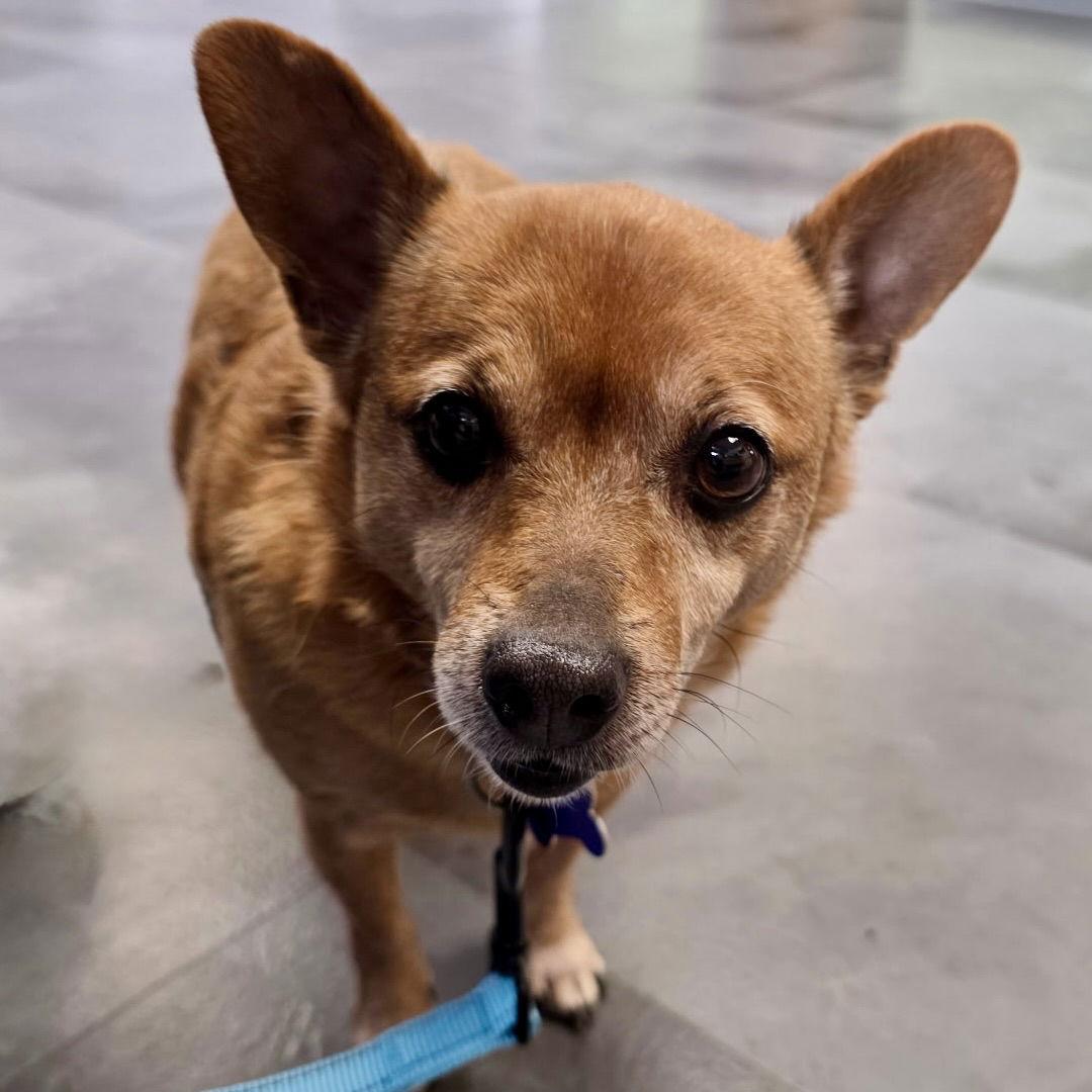 Enlarge Rusty 2025, a Adoptable mixed breed in Norwood, OH image 2/2