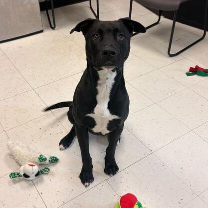 Enlarge Porter, a Adoptable Mixed Breed in Davenport, IA image 1/6