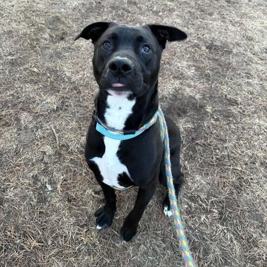 Enlarge Porter, a Adoptable Mixed Breed in Davenport, IA image 3/6