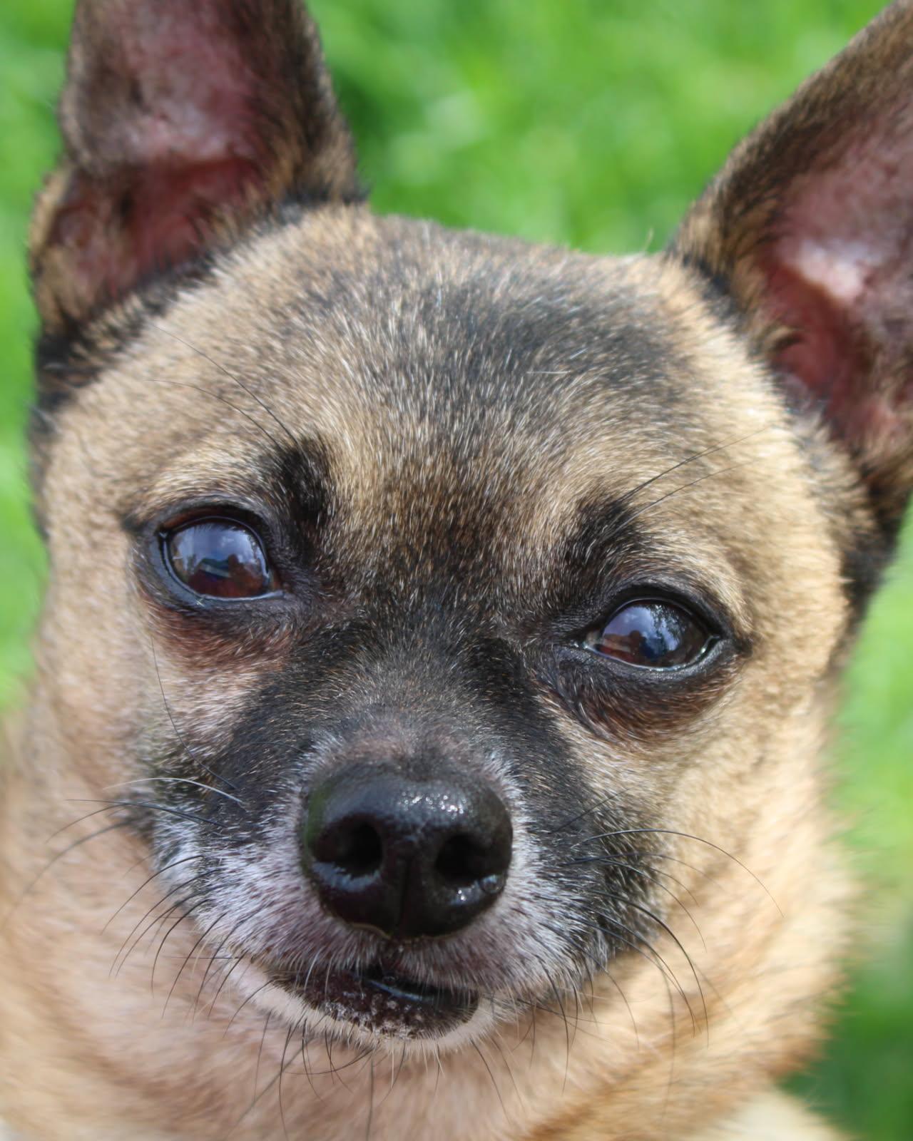 Bandit, a ADOPTABLE Chihuahua in Bettendorf, IA image 1/5