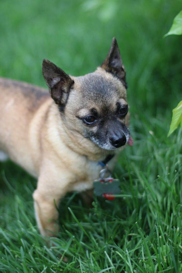 Bandit, a ADOPTABLE Chihuahua in Bettendorf, IA image 5/5
