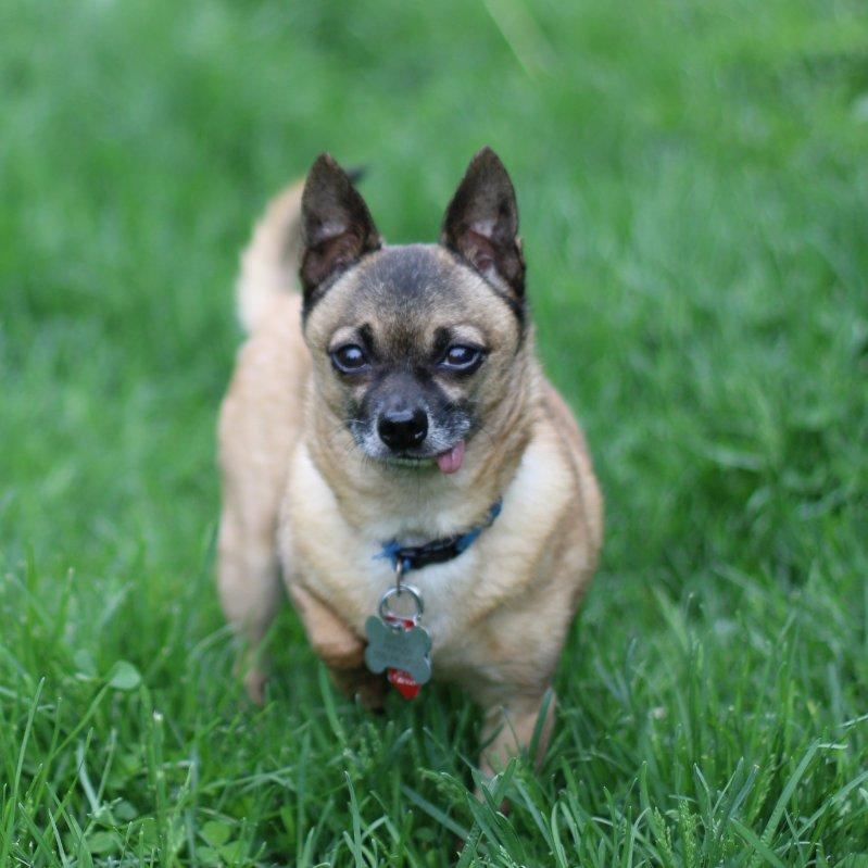 Bandit, a ADOPTABLE Chihuahua in Bettendorf, IA image 2/5