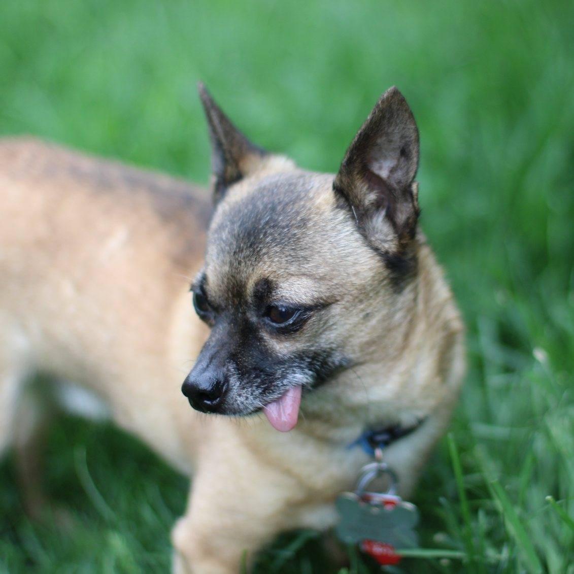 Bandit, a ADOPTABLE Chihuahua in Bettendorf, IA image 4/5