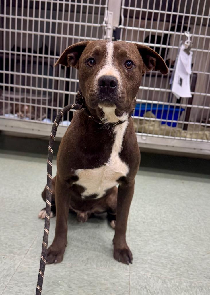 Maverick In Foster, a Adoptable Mixed Breed in Danielsville, GA image 2/5