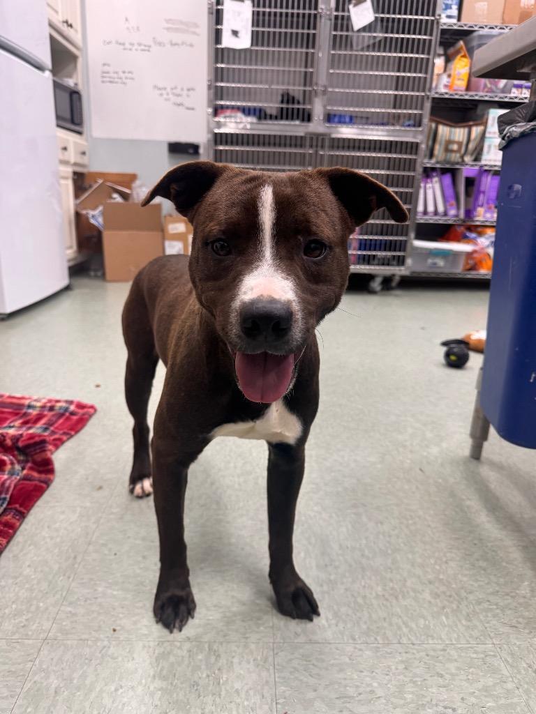 Maverick In Foster, a Adoptable Mixed Breed in Danielsville, GA image 3/5