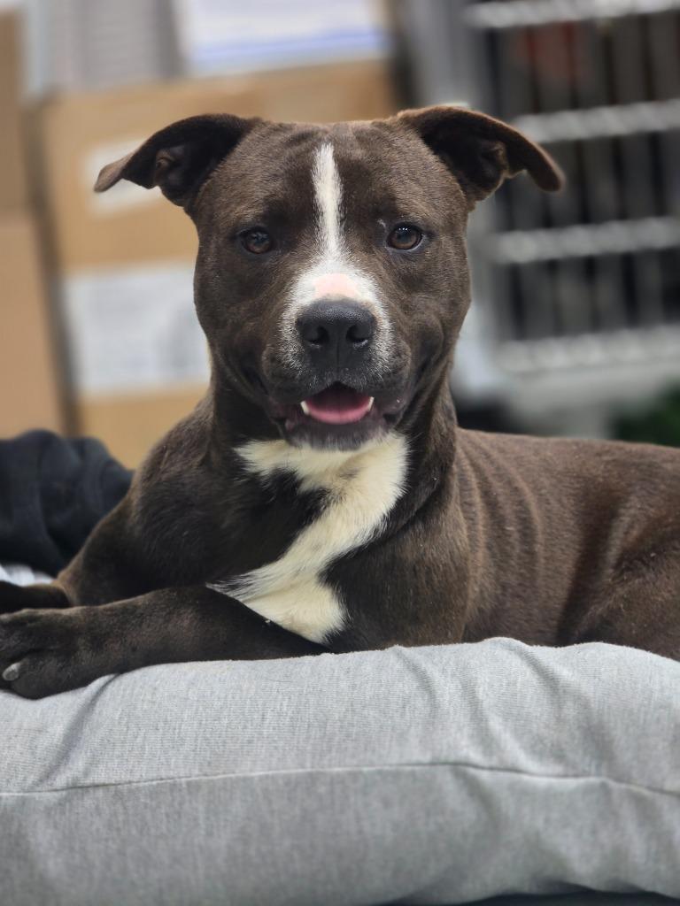 Maverick In Foster, a Adoptable Mixed Breed in Danielsville, GA image 5/5