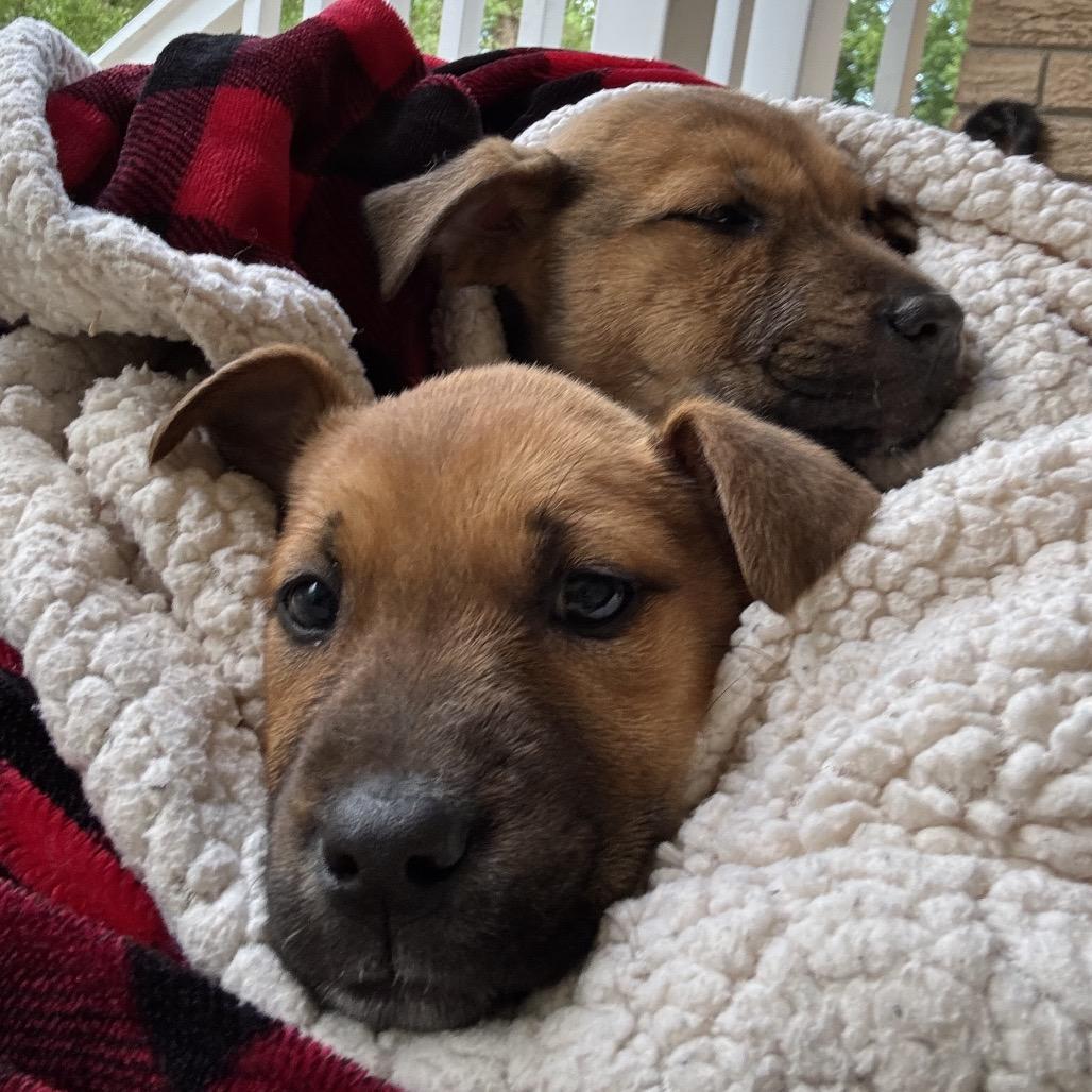 Buttercup, Adoptable, Puppy Female Mixed Breed.
