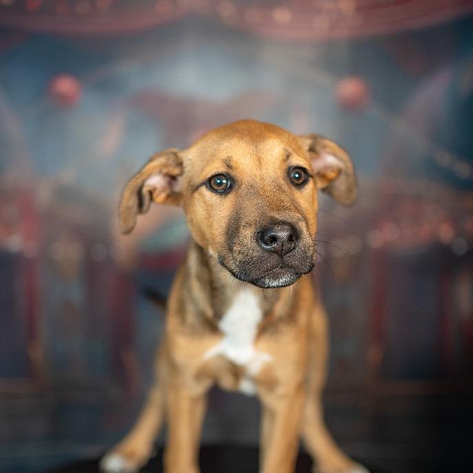 Buttercup, a Adoptable Mixed Breed in Aberdeen, NC image 2/3