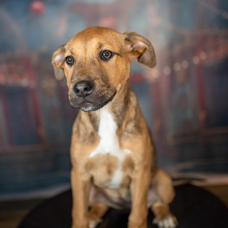 Buttercup, a Adoptable Mixed Breed in Aberdeen, NC image 3/3