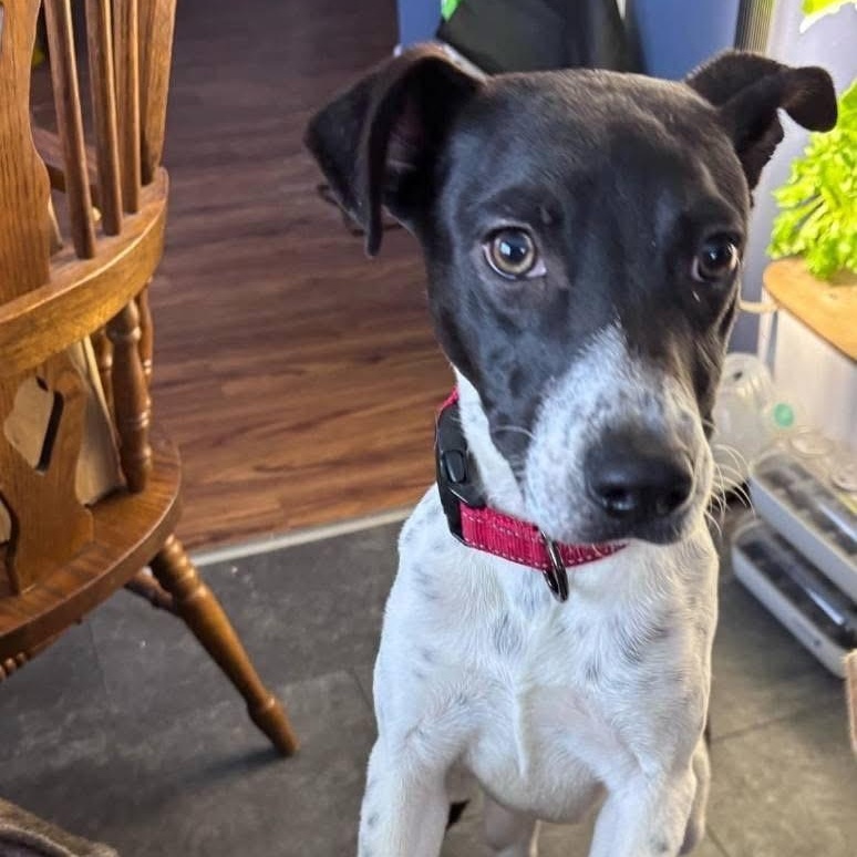 Holly, a Adoptable Pointer in Lacona, NY image 1/6