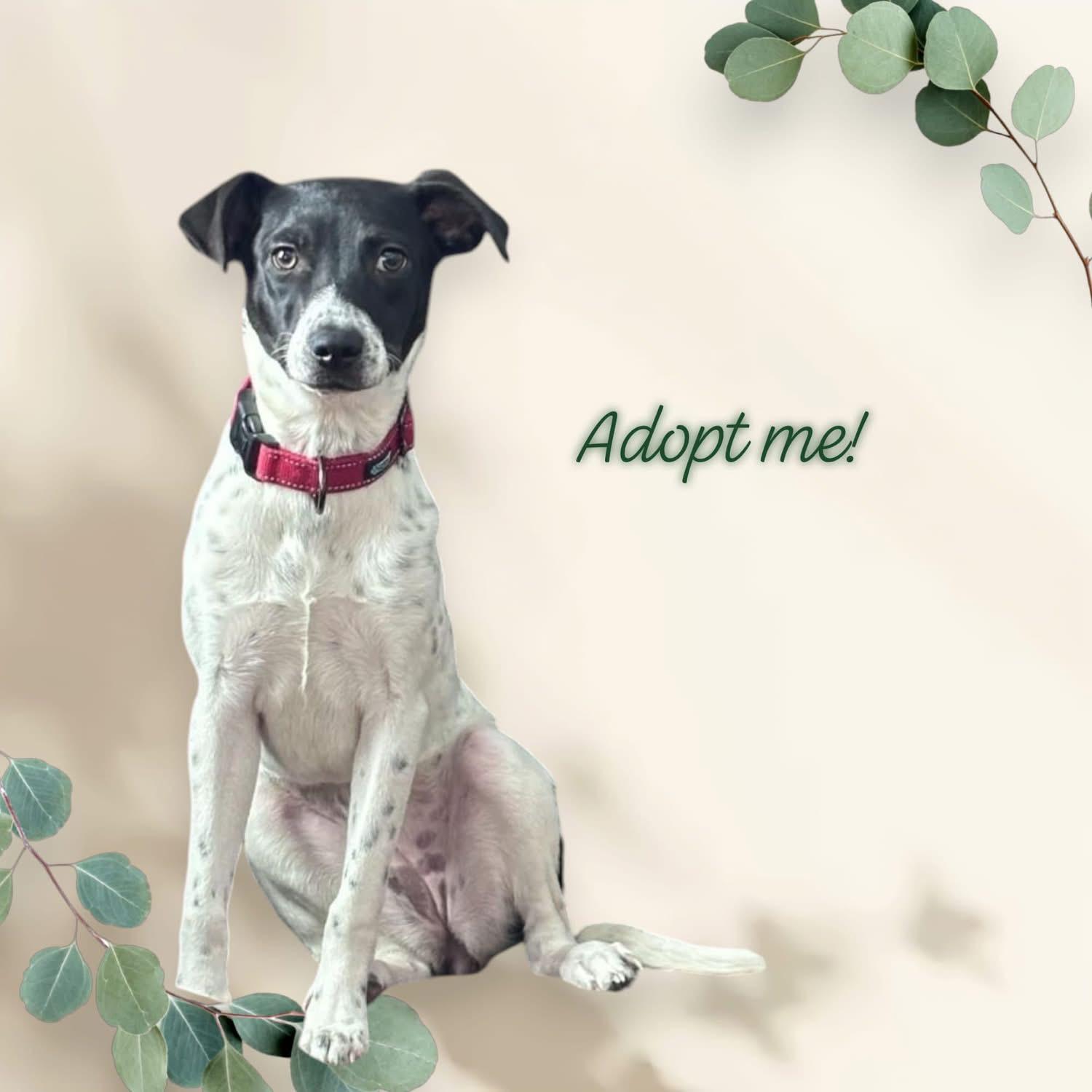 Holly, a Adoptable Pointer in Lacona, NY image 5/6