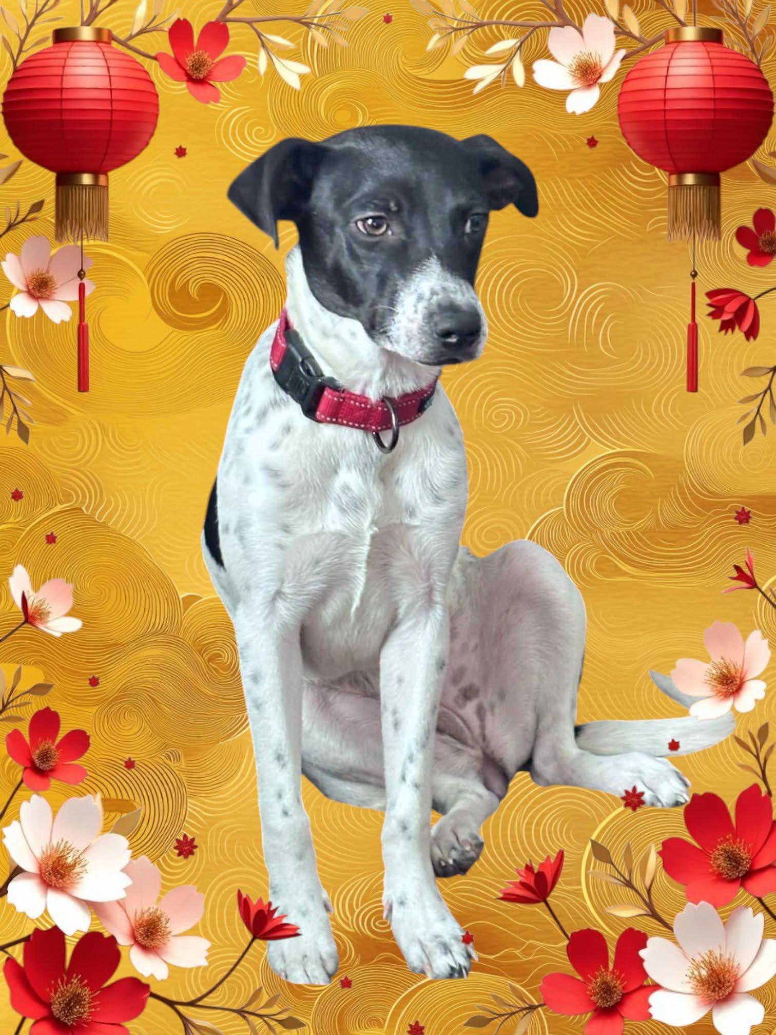 Holly, a Adoptable Pointer in Lacona, NY image 6/6