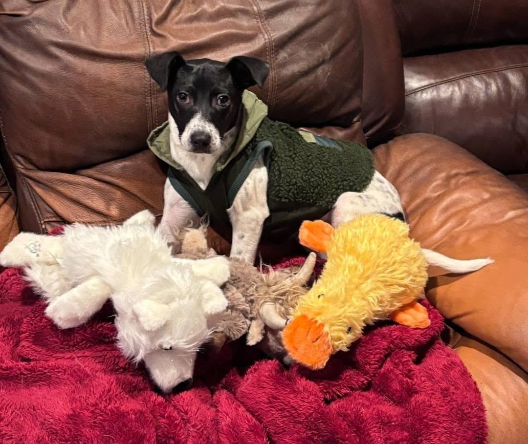Holly, a Adoptable Pointer in Lacona, NY image 4/6