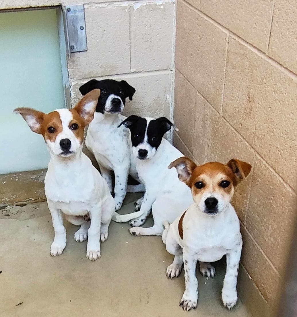 Holly, a Adoptable Pointer in Lacona, NY image 3/6