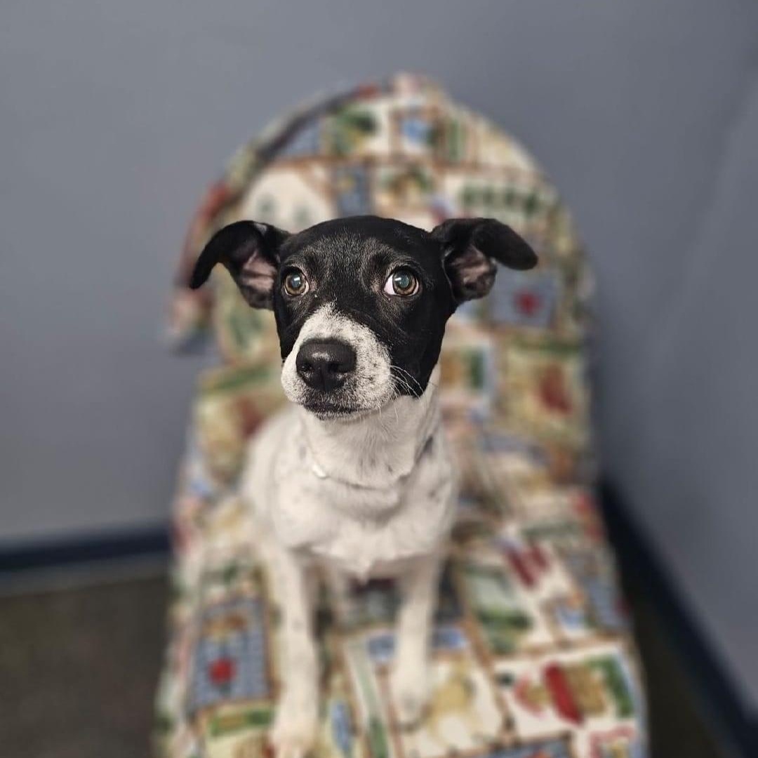 Holly, a Adoptable Pointer in Lacona, NY image 2/6