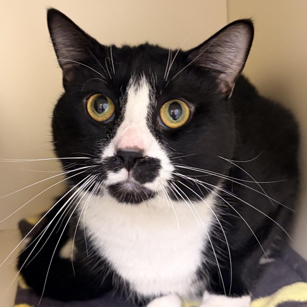 Ford Mustachio, Adoptable, Adult Male Domestic Short Hair.