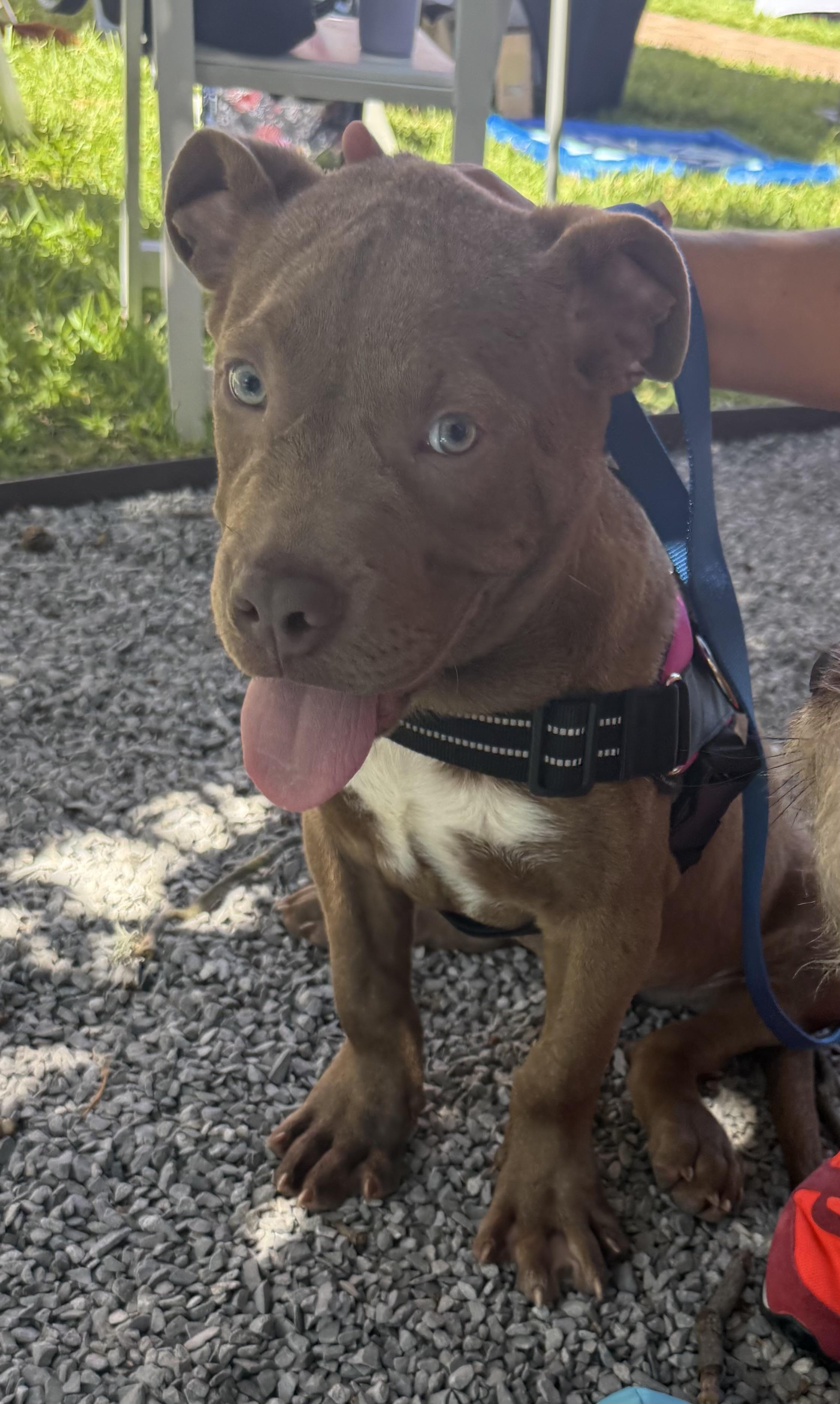 Bruno, ADOPTABLE, Young Male Pit Bull Terrier.