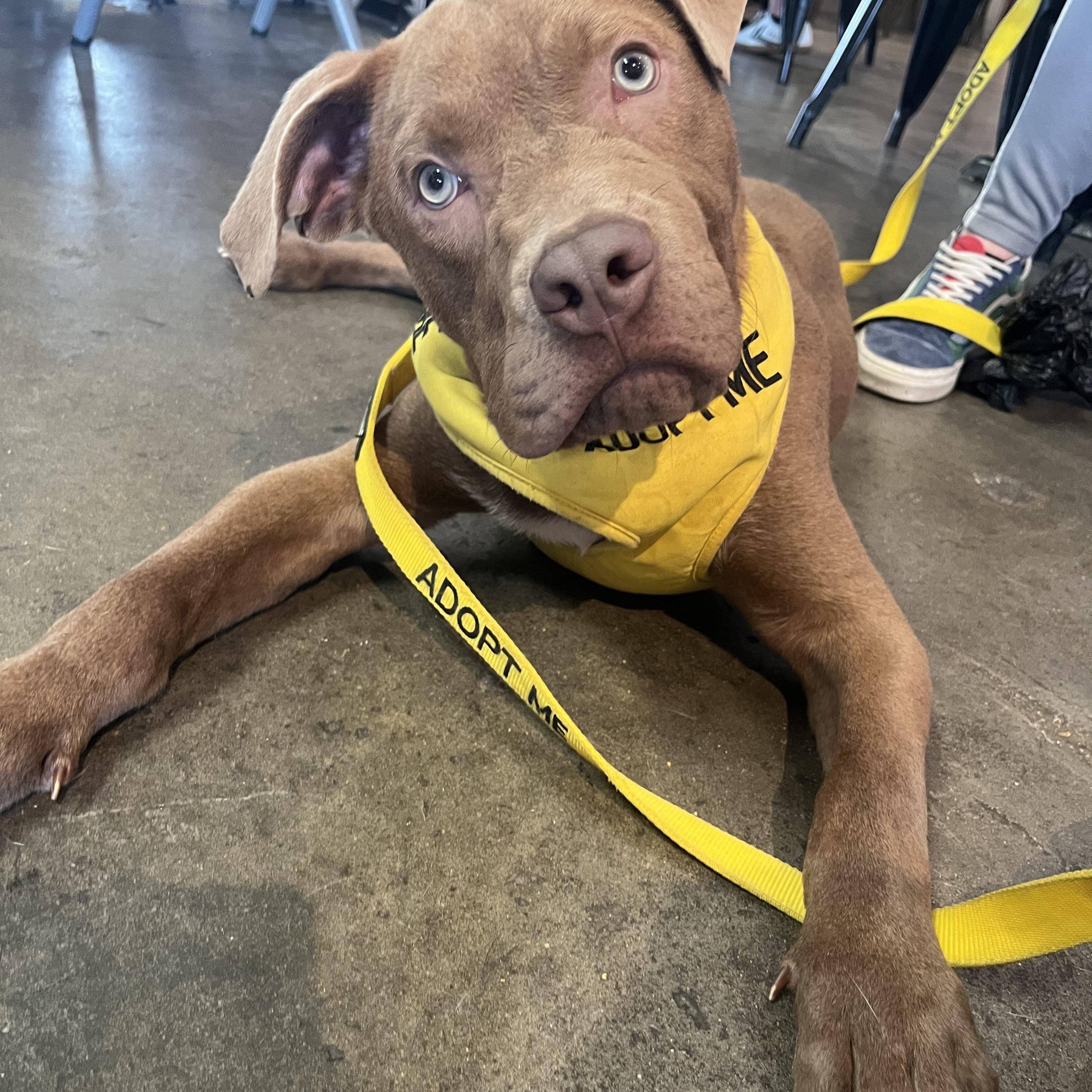 Enlarge Bruno, a ADOPTABLE mixed breed in Baton Rouge, LA image 1/1