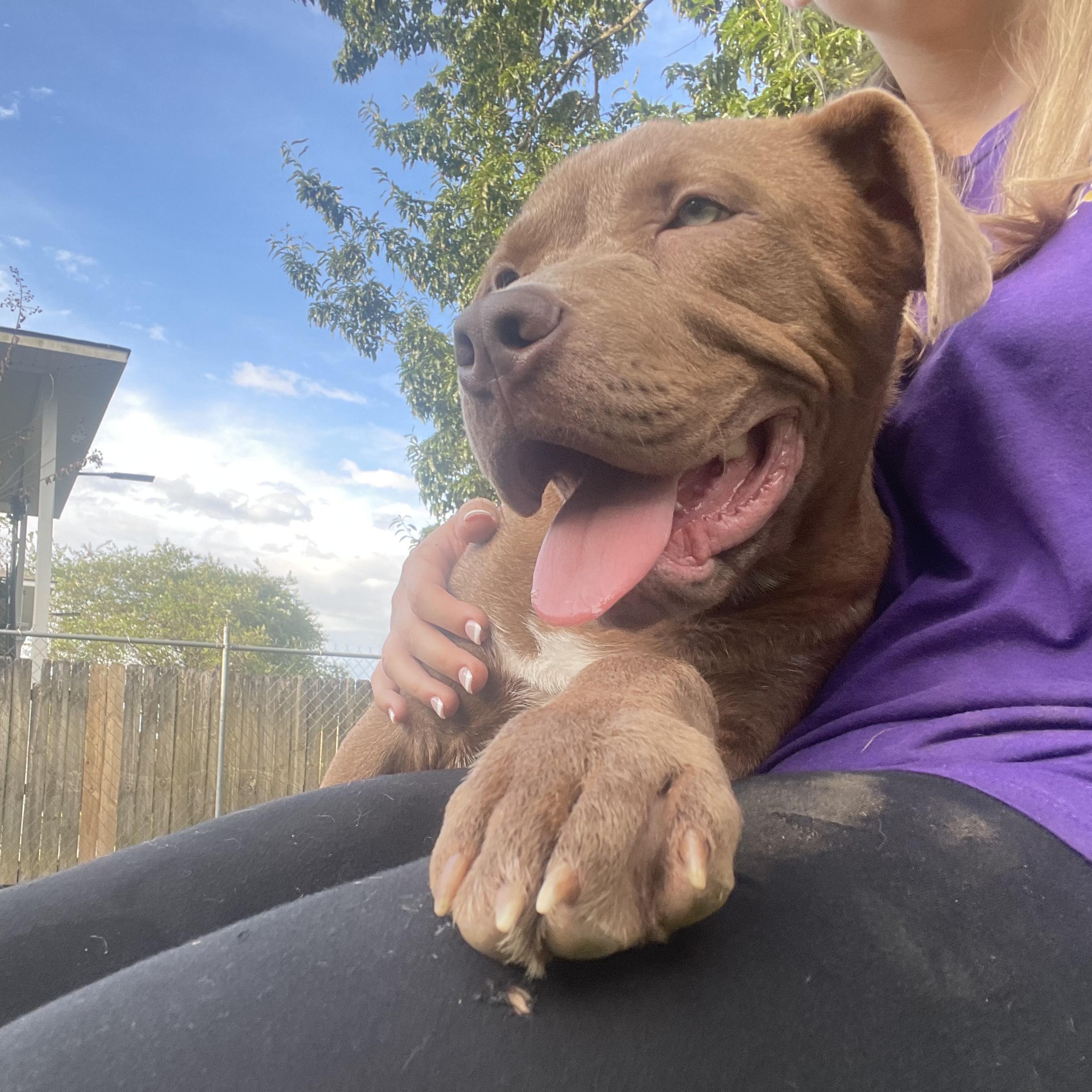 Bruno, Adoptable, Young Male Pit Bull Terrier.